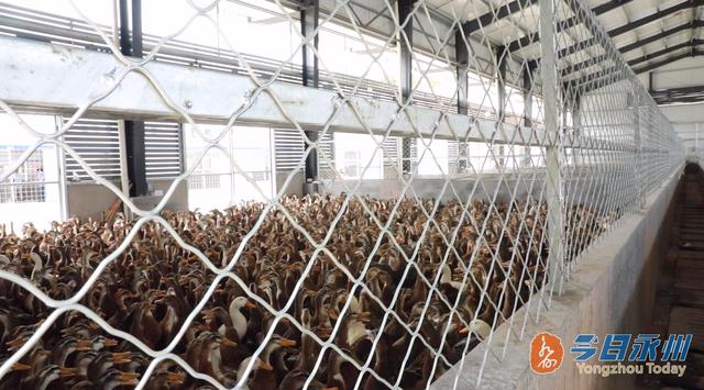 永州正源家禽大市场试营业 日宰杀家禽6万~8万羽，助力区域禽肉供应链升级