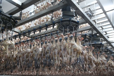 从“一鸡独飞”到“产业群飞”——中国鲜禽第一股湘佳股份的蝶变之旅