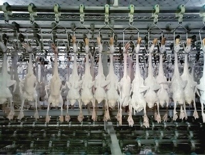 女承母业“鸭司令”，创新家禽屠宰新篇章