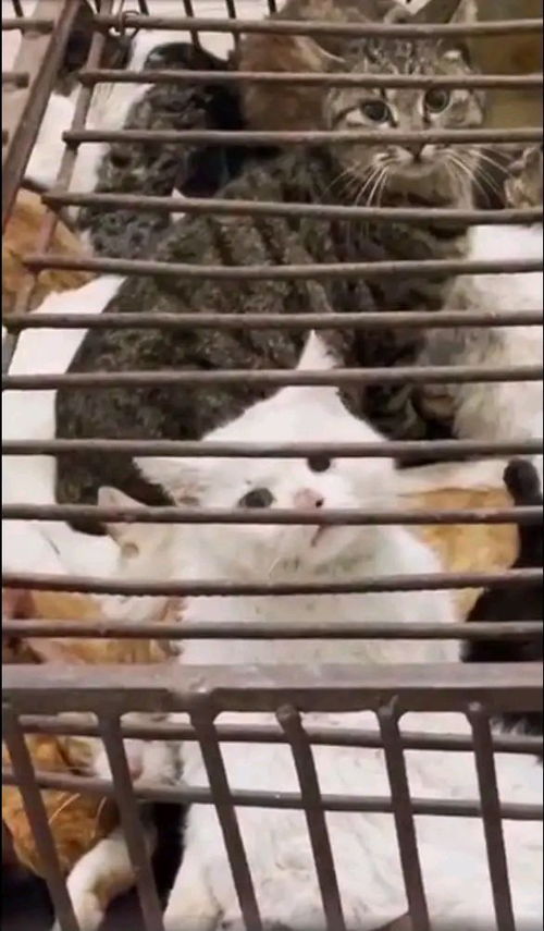 尊重生命与饮食文化 从猫肉争议看现代社会的文明选择