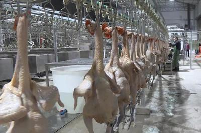 内江主城区农贸市场迎来2000只官方监制新鲜白条家禽成批投放，家禽屠宰新模式引关注