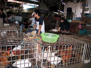 河内街头的活禽贸易与屠宰 传统生计与现代管理的交汇点