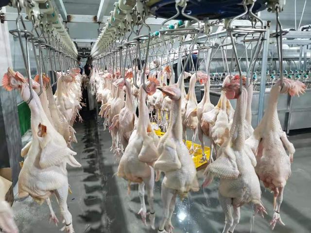 江门市首条规模化家禽集中屠宰生产链竣工投产 推动家禽产业转型升级